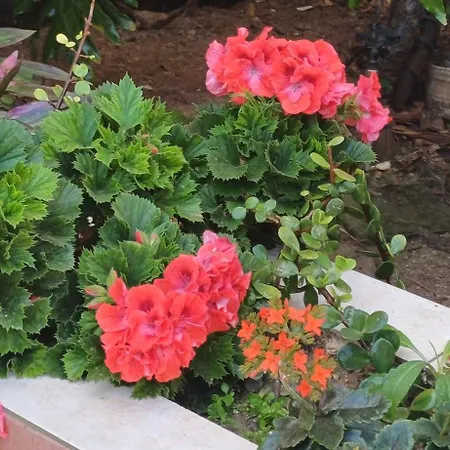 Cosy Spacious Maisonette Apartman